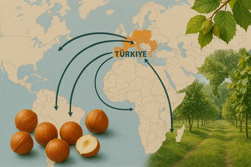 Hazelnut origin and roasting operations